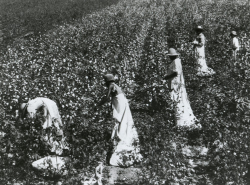 Four African American Women Picking Cotton In Tallulah History - Item # VAREVCHISL040EC868